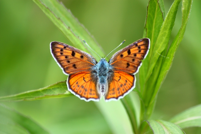 chi l''ha vista?? Lycaena alciphron